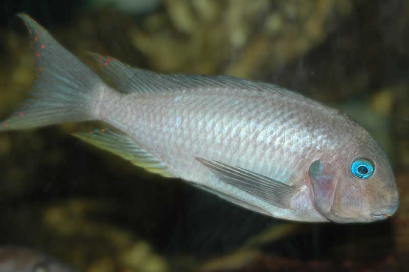 File:Tropheus polli.jpg