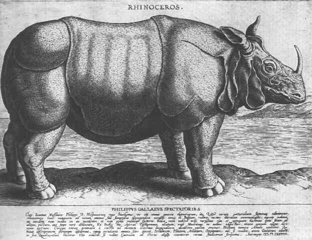 File:Abada the rhinoceros.jpg