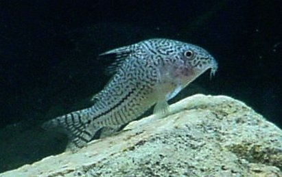 File:Corydoras haraldschultzi.jpg