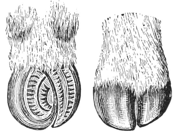 Файл:PSM V40 D380 Musk ox hooves.jpg