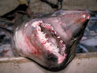 Файл:Salmon shark front.jpg