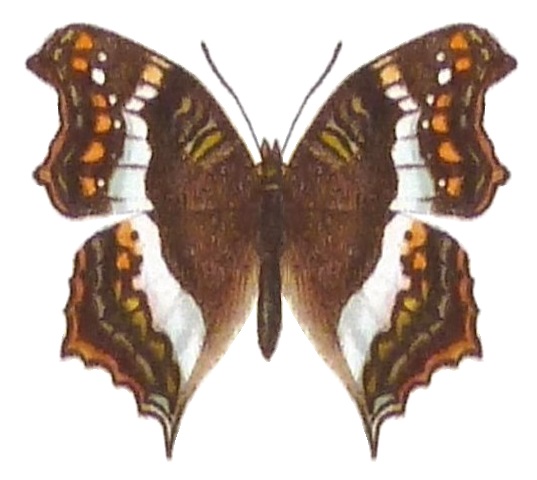 File:SeitzFaunaAfricanaXIIITaf51, Precis andremiaja, ♂2.jpg