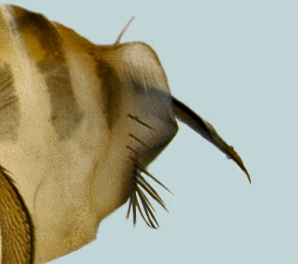 File:Apocephalus borealiscommonsAdultFemale OvipositorDetail.png