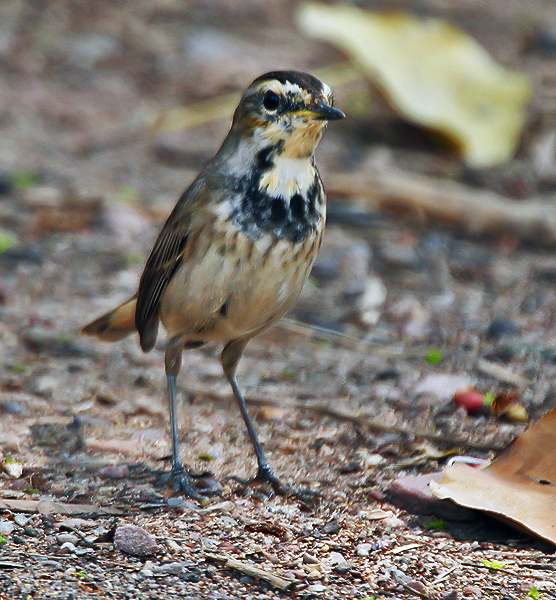 Файл:Bluethroat (Luscinia svecica)- Female at Bharatpur I IMG 5484.jpg