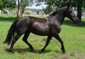 File:Cheval canadien au trot 3351.jpg