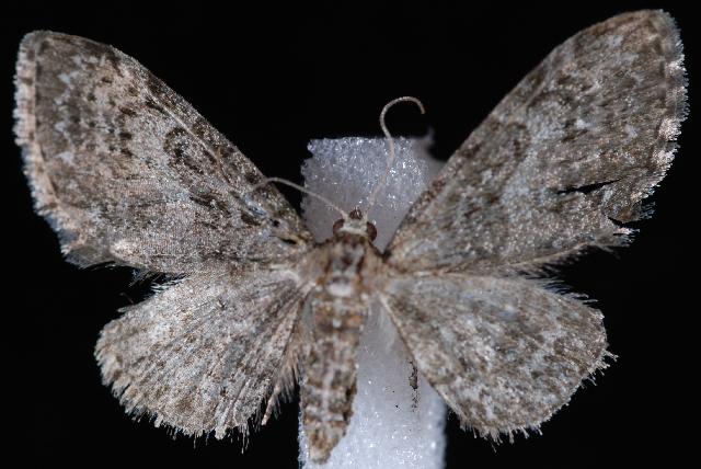 File:Eupithecia sharronata.JPG