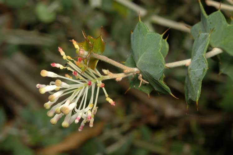 File:Grevillea amplexans.jpg