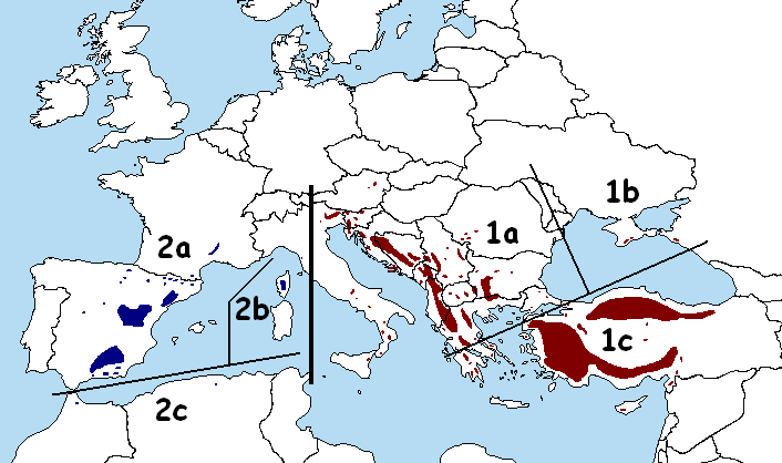 File:Pinus nigra map.png