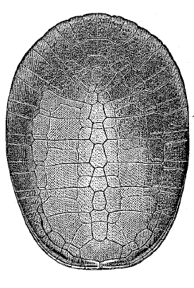 File:Adocus shell illustration.png