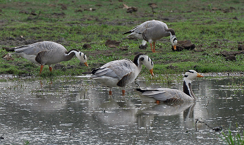 File:Bar-headed Geese (Anser indicus) at Bharatpur I IMG 5666.jpg