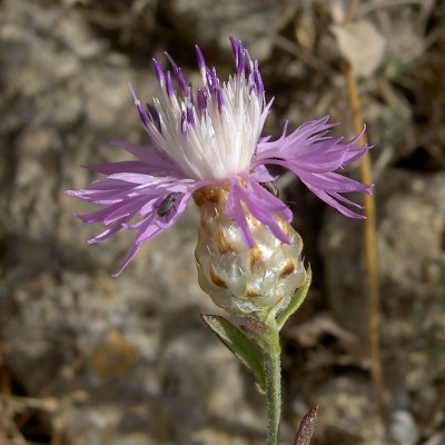 Archivo:Centaurea alba.jpg