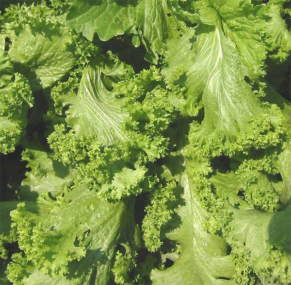 File:Curly mustard leaves.jpg