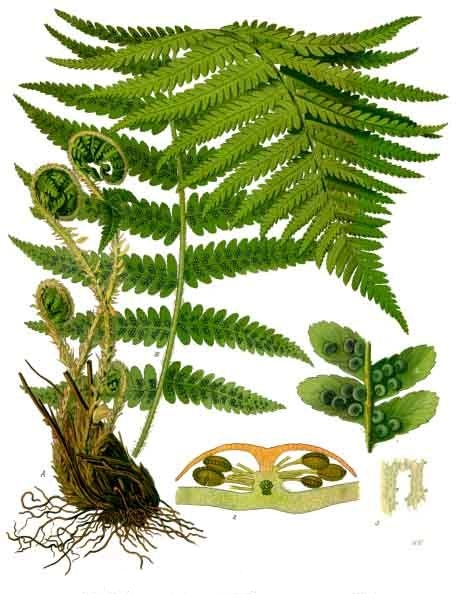 File:Dryopteris filix-mas - Köhler–s Medizinal-Pflanzen-202.jpg