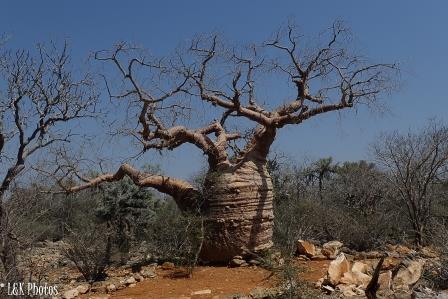 File:Fony baobab.jpg