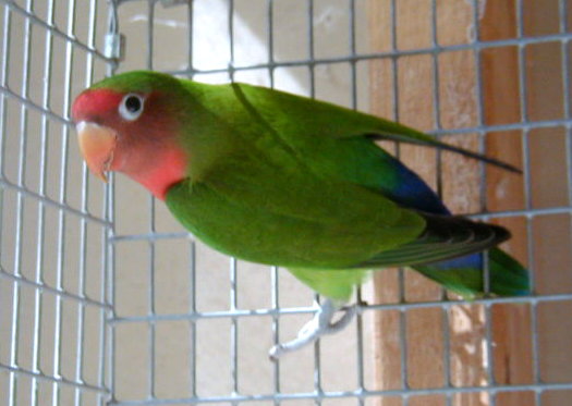 File:Hybridlovebird.jpg