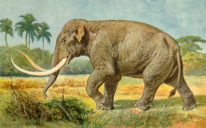 File:Imperial elephant.jpg