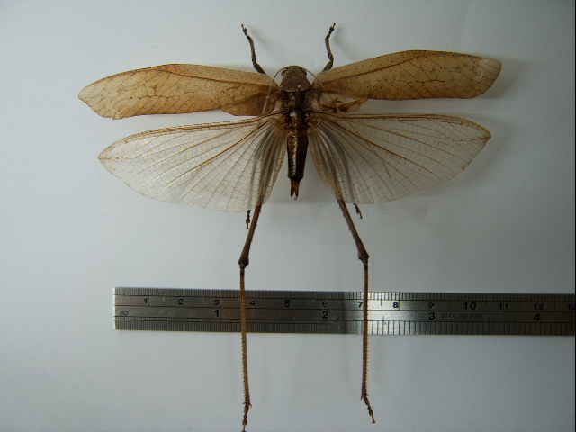 File:Mecopoda elongata01.jpg