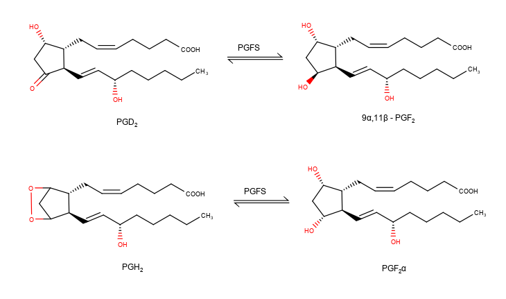 File:Reduction of PGD2 and PGH2.png