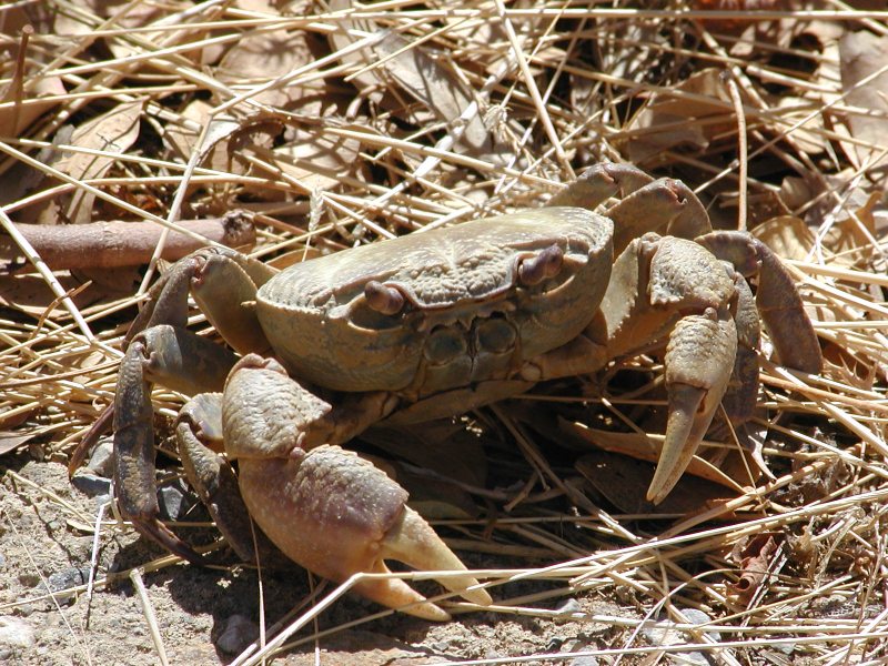 Файл:Suesswasserkrebs Kreta.jpg