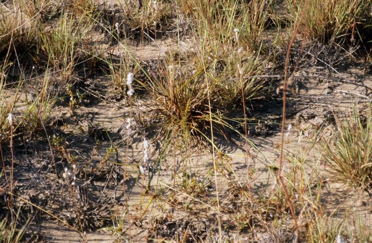 File:Cyperus grayoides.jpg