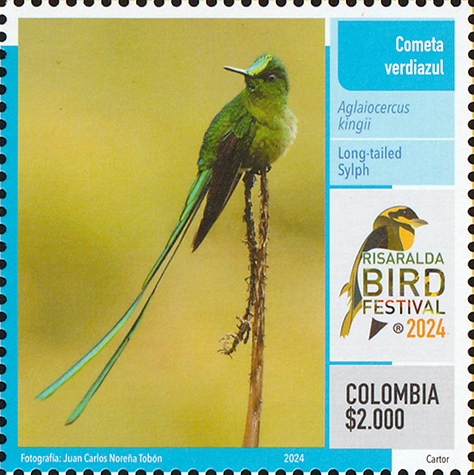 File:Long-tailed Sylph, Colombia 2024.png