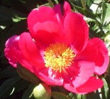 File:Peony.jpg