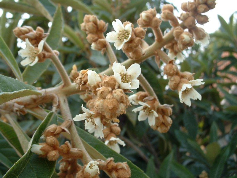 File:BlossomingLoquat.jpg