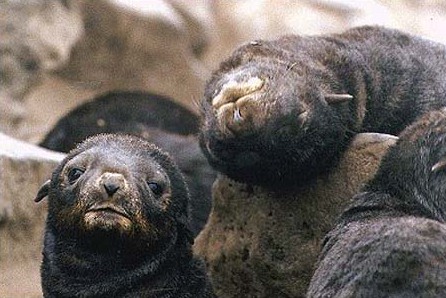 File:CuRRnfursealpups.jpg