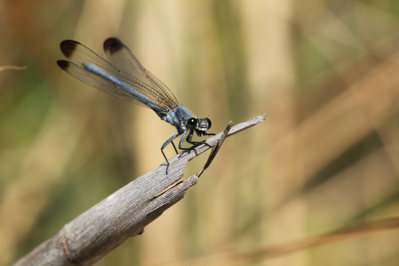 Файл:Epallage fatime (Euphaeidae) (Odalisque) - (male imago), Paphos, Cyprus.jpg