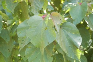 Archivo:Heliocarpus-300x199.jpg