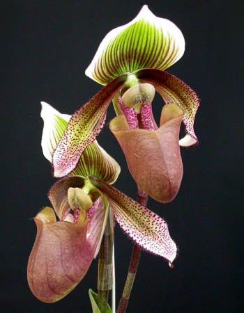 File:Paphiopedilum superbiens.jpg