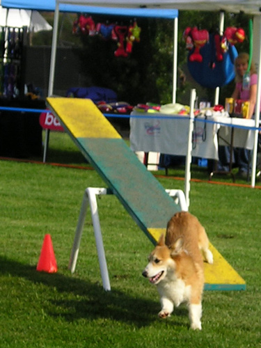 File:PembrokeCorgiAgility wb.jpg