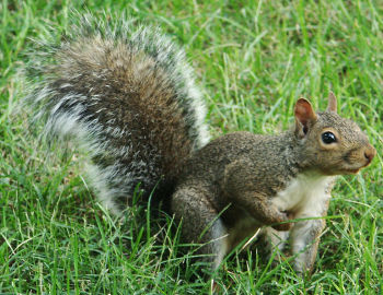 File:Sciurus carolinensis.jpg