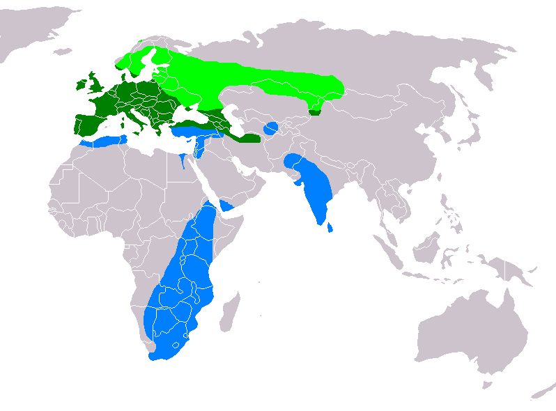 File:Buteo buteo distribution map.png