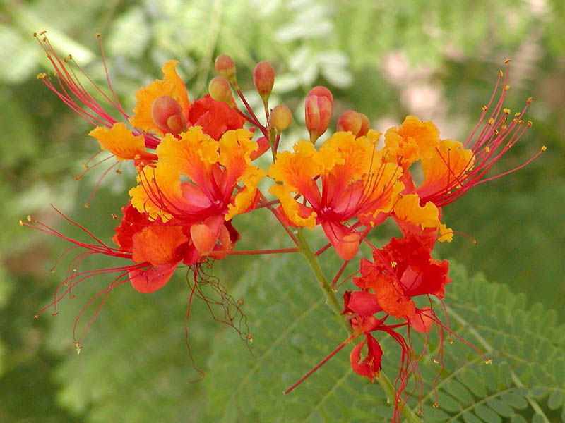 Файл:Caesalpinia pulcherrima.jpg