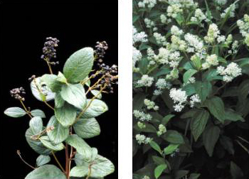 File:Ceanothus.jpg