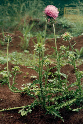 Файл:Musk thistle.jpg