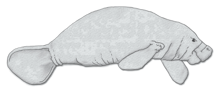 File:Amazonian manatee.png