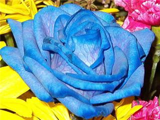 File:Bluerose.jpg