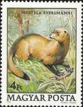 Файл:Mustela eversmanni stamp.png