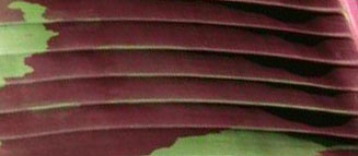 File:Red Banana leaf veins.jpg