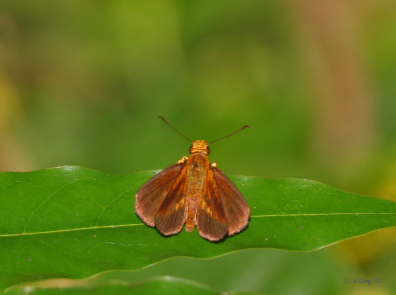 File:Ceylon Darlet (Oriens goloides) I IMG 9501.jpg