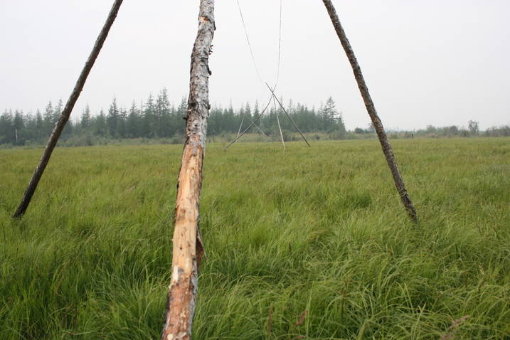 Файл:Pleistocene Park.jpg