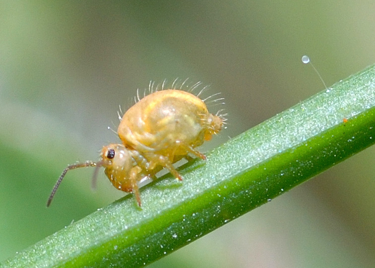 File:Springtail spermatophore.jpg