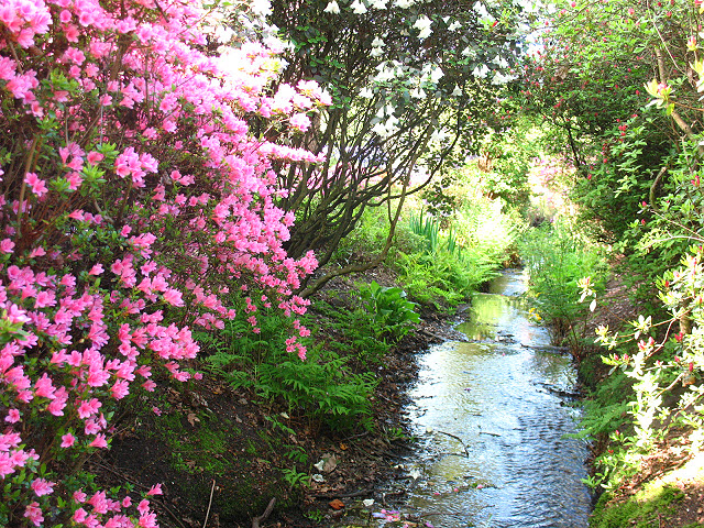 File:Stream in Isabella Plantation - geograph.org.uk - 1273691.jpg