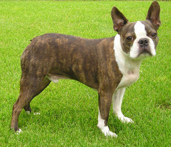 File:BostonTerrierBrindleStand w.jpg