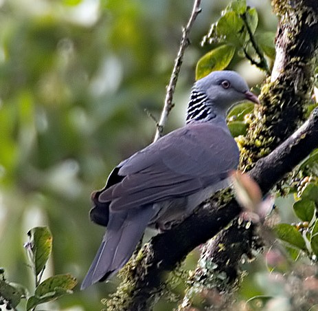 File:Columba elphinstonii.jpg