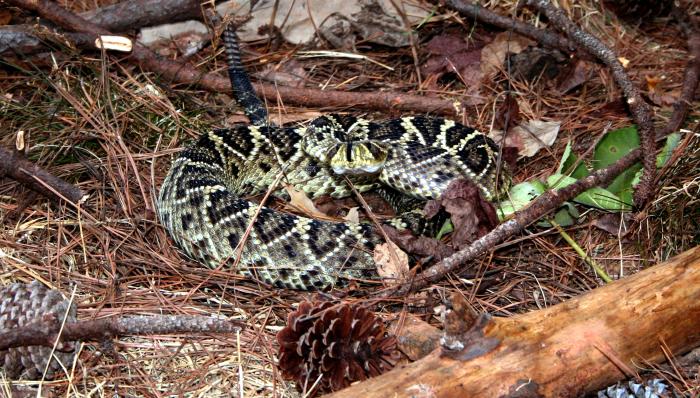 Archivo:Crotalus adamanteus cdc.jpg