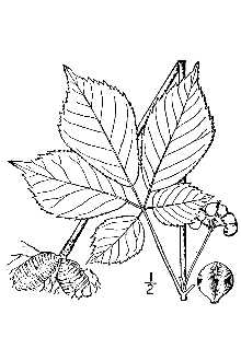 File:Drawn image of fruit and leaf.jpg