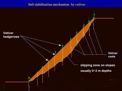 File:Vetiver System Soil Stabilization Mechanism.jpg